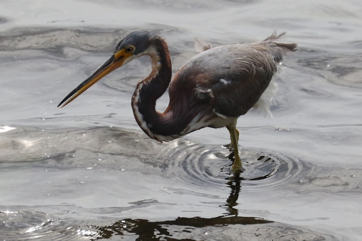 Tricolored Heron - ML94796011