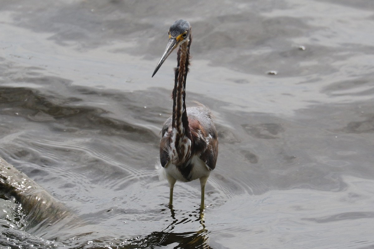 Tricolored Heron - ML94796021