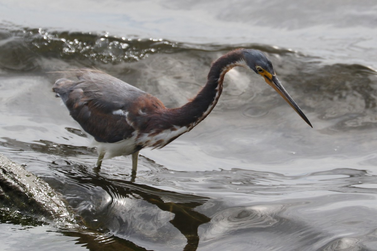 Tricolored Heron - ML94796071