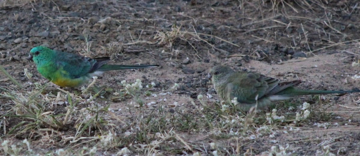 Red-rumped Parrot - ML94796501