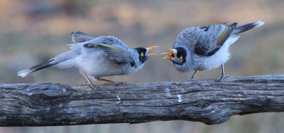 Noisy Miner - ML94796661