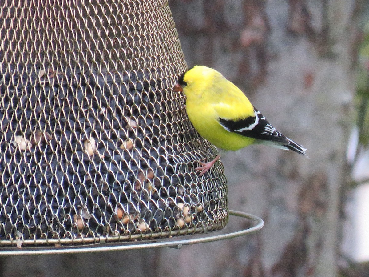 American Goldfinch - ML94796681