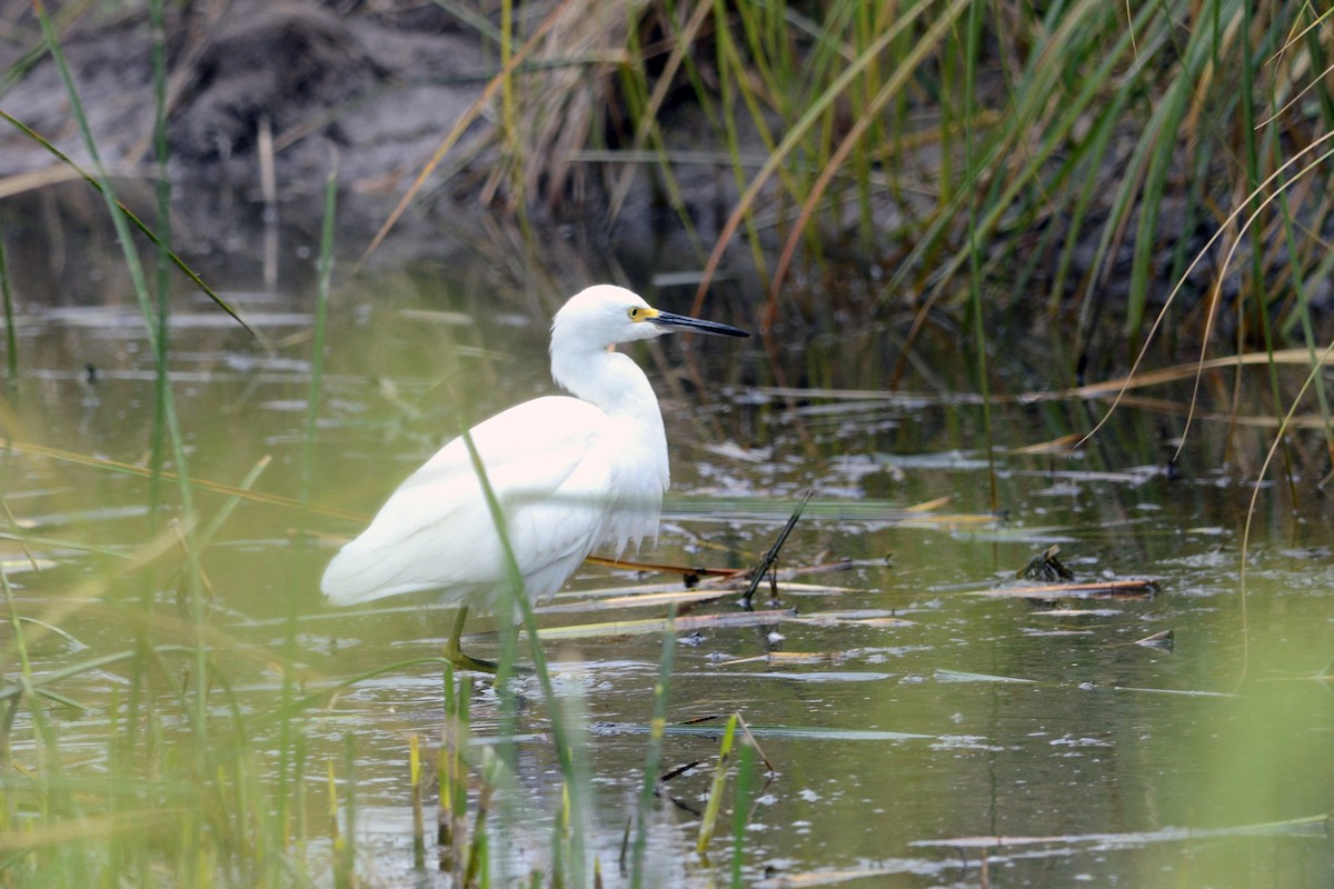 Aigrette neigeuse - ML94796921