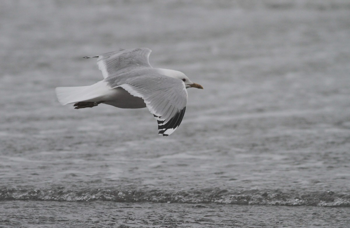 racek bouřní (ssp. canus) - ML94797451