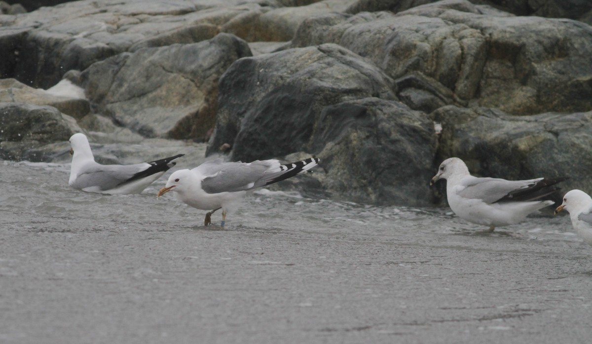 racek bouřní (ssp. canus) - ML94797581