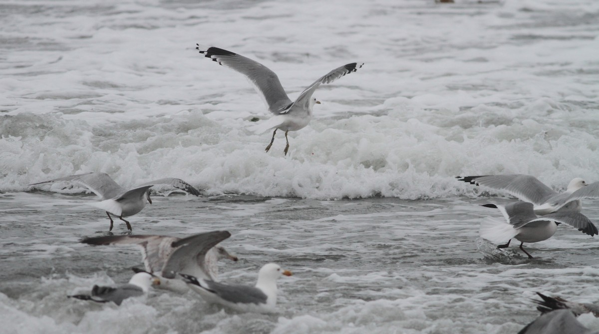 racek bouřní (ssp. canus) - ML94797591