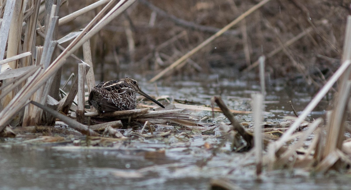 Wilson's Snipe - ML94798111