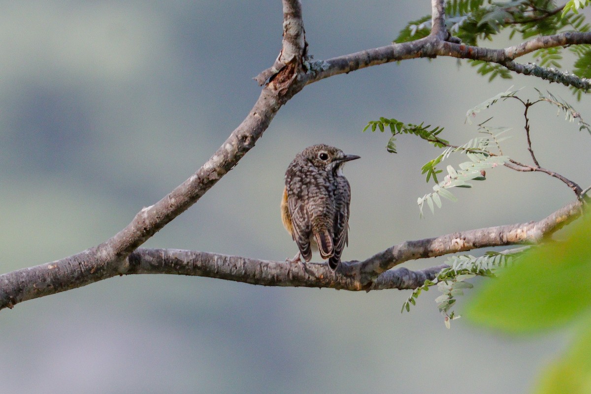 Miombo Rock-Thrush - ML94798751