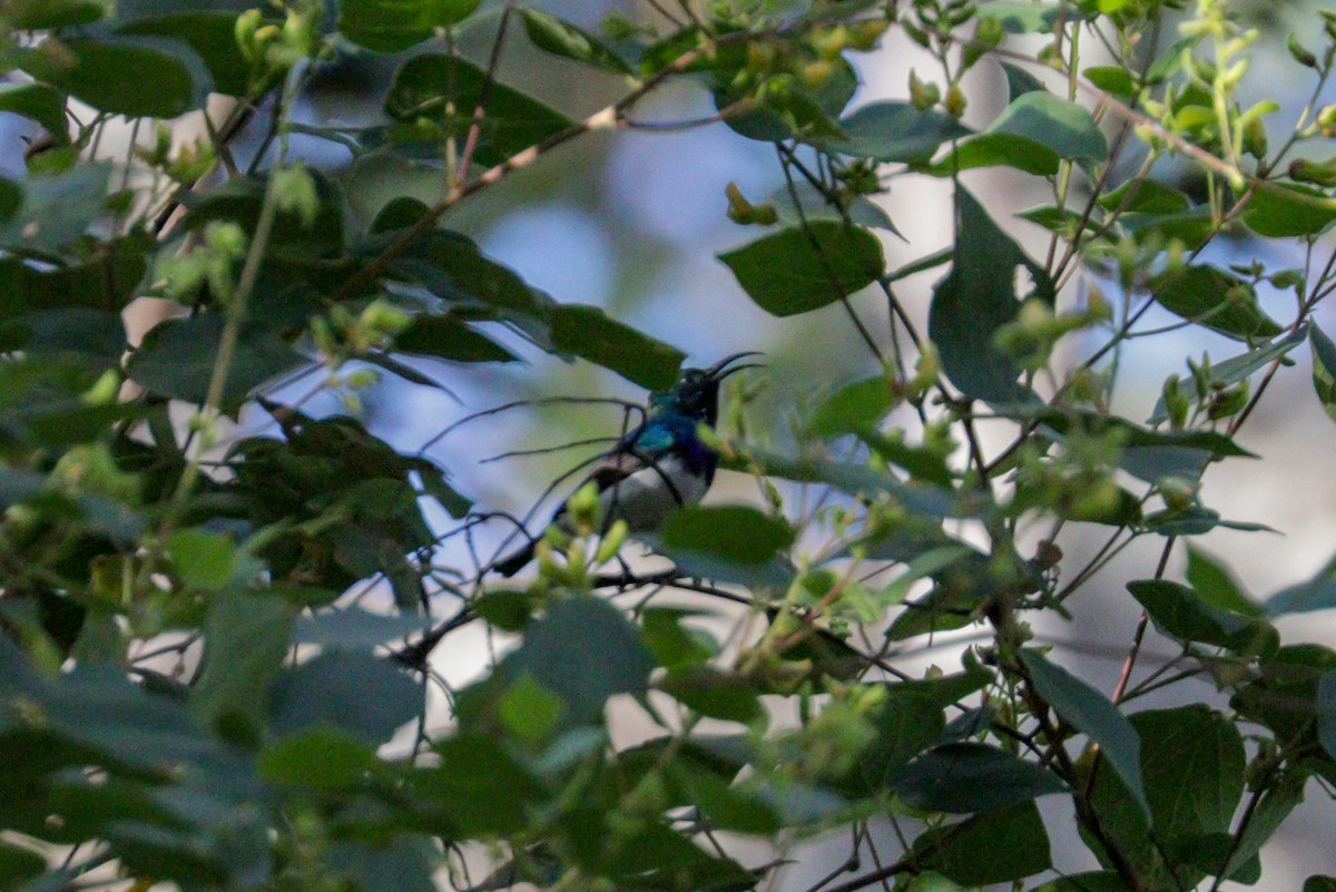 White-breasted Sunbird - ML94798791