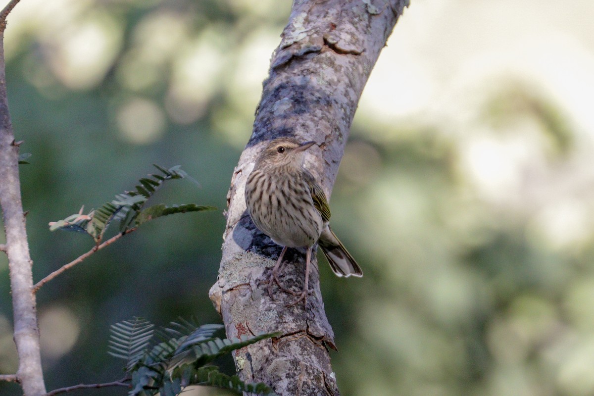 Striped Pipit - ML94799051