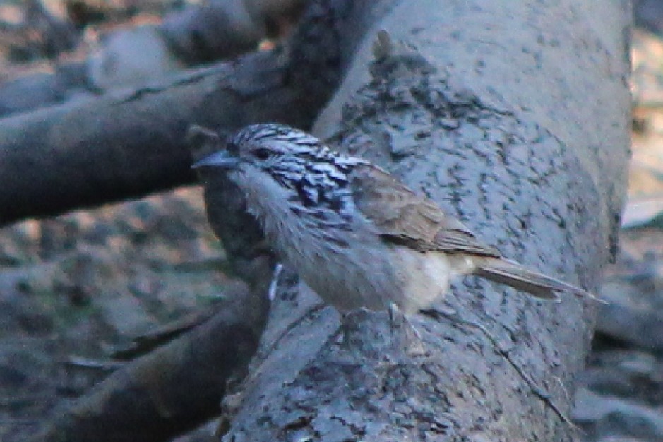 Striped Honeyeater - ML94799091