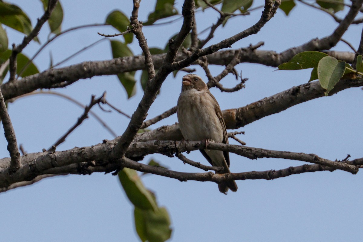 Streaky-headed Seedeater - ML94799131