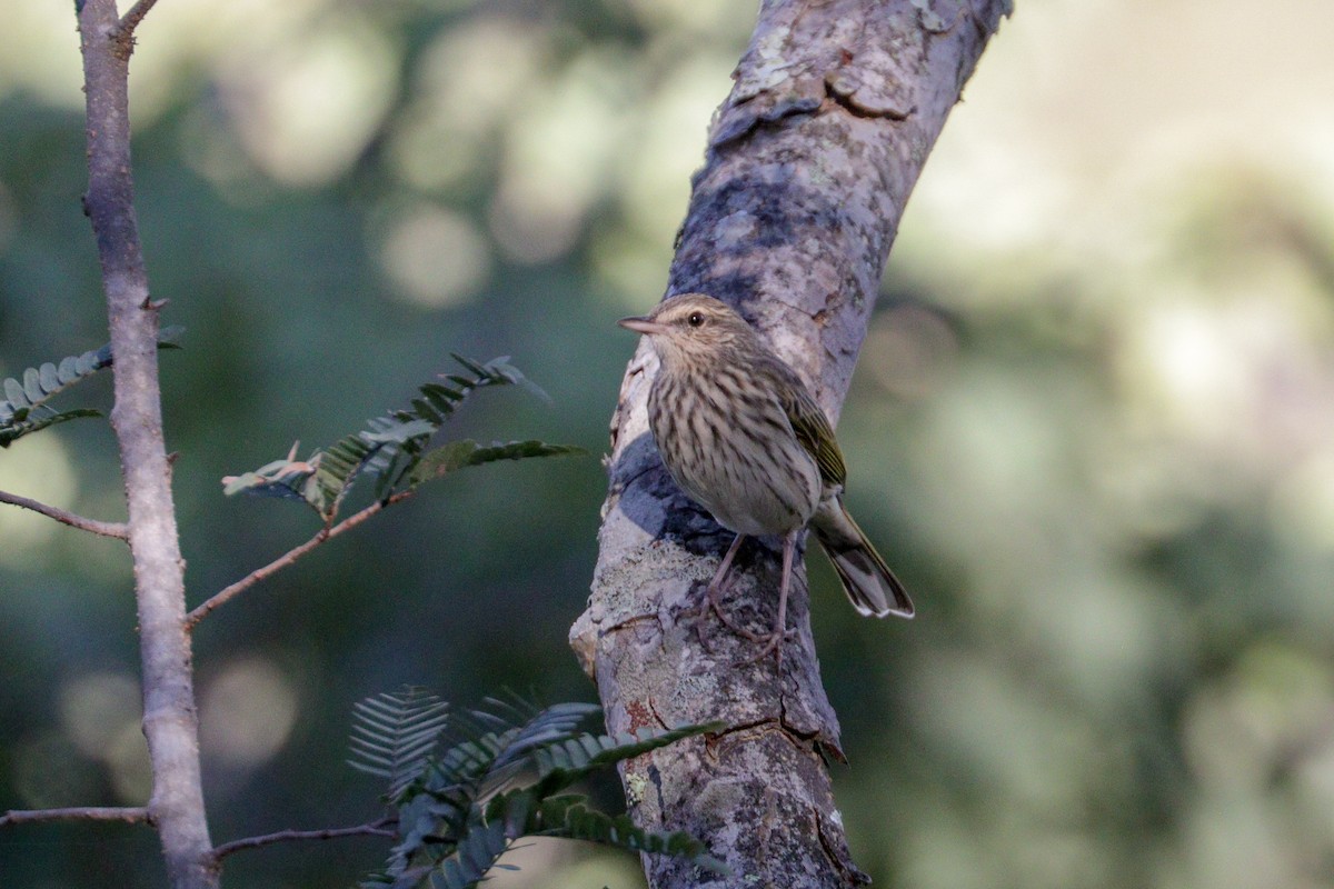 Striped Pipit - ML94799211