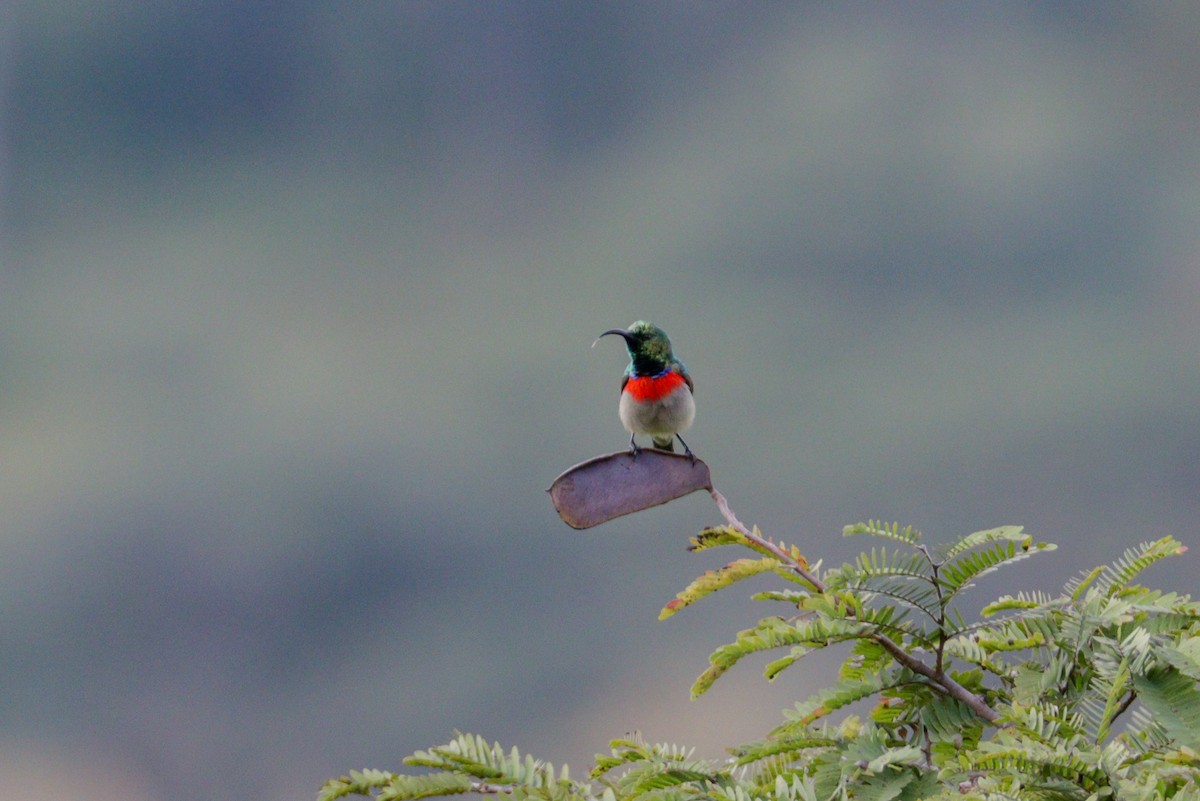 Eastern Miombo Sunbird - ML94799311