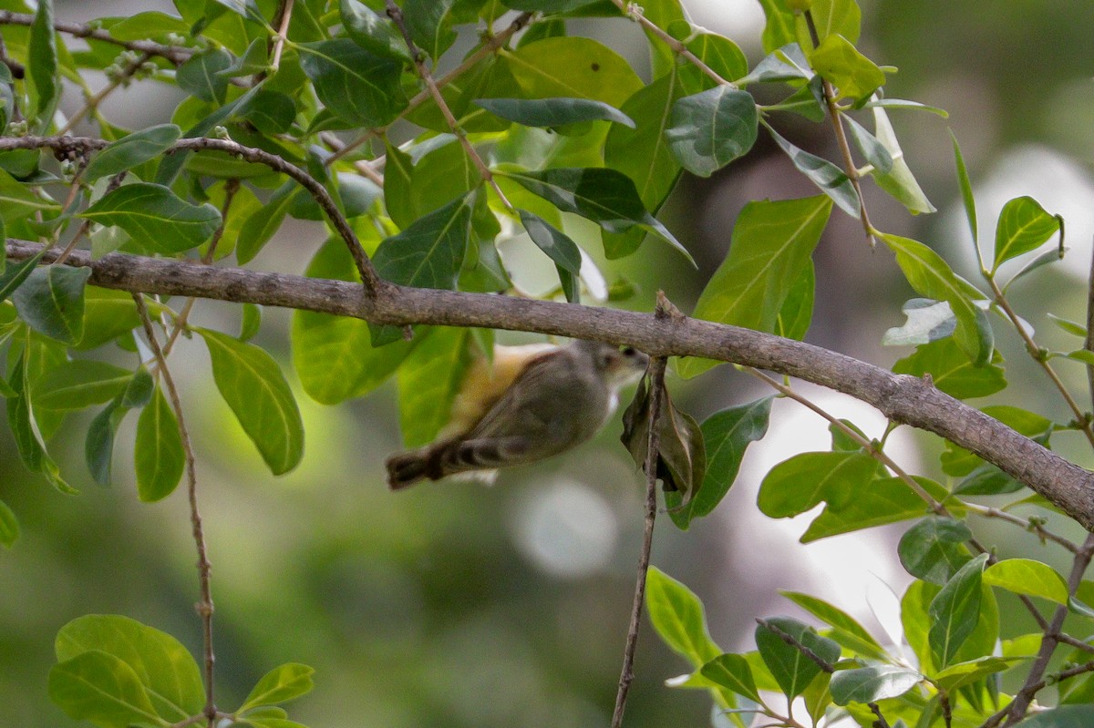 African Penduline-Tit (Buff-vented) - ML94799351