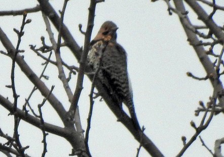 Northern Flicker - ML94799941