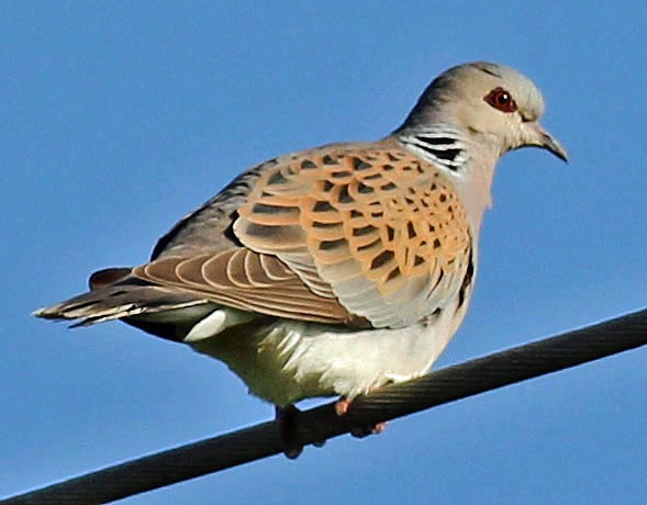 European Turtle-Dove - ML94801241