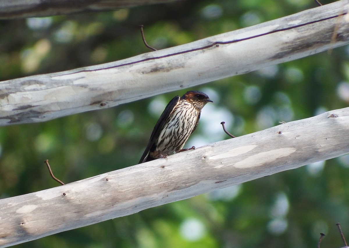 Eastern Red-rumped Swallow (Striated) - ML94801531