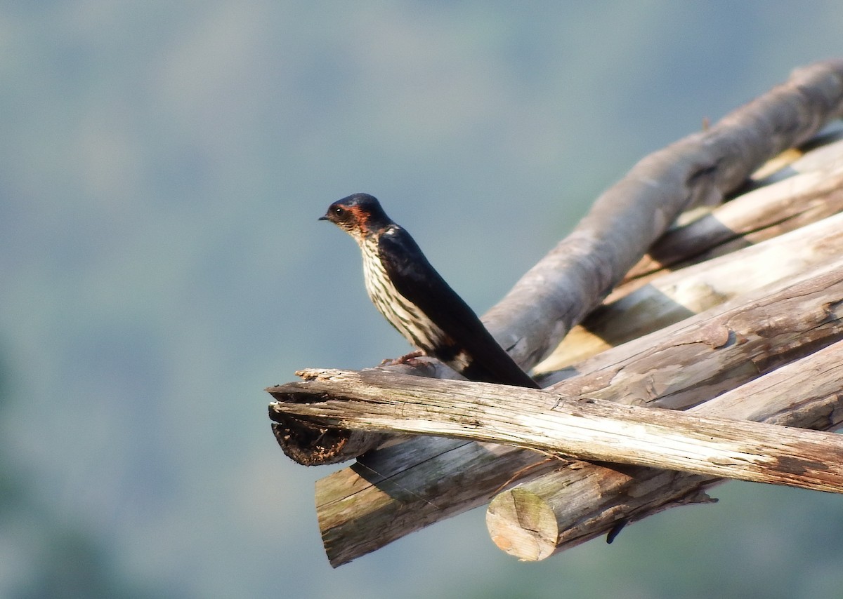 Eastern Red-rumped Swallow (Striated) - ML94801551