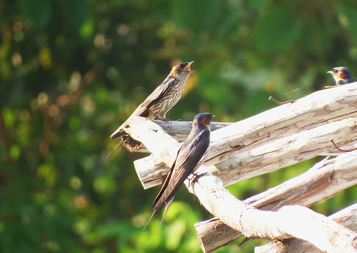 Eastern Red-rumped Swallow (Striated) - ML94801691
