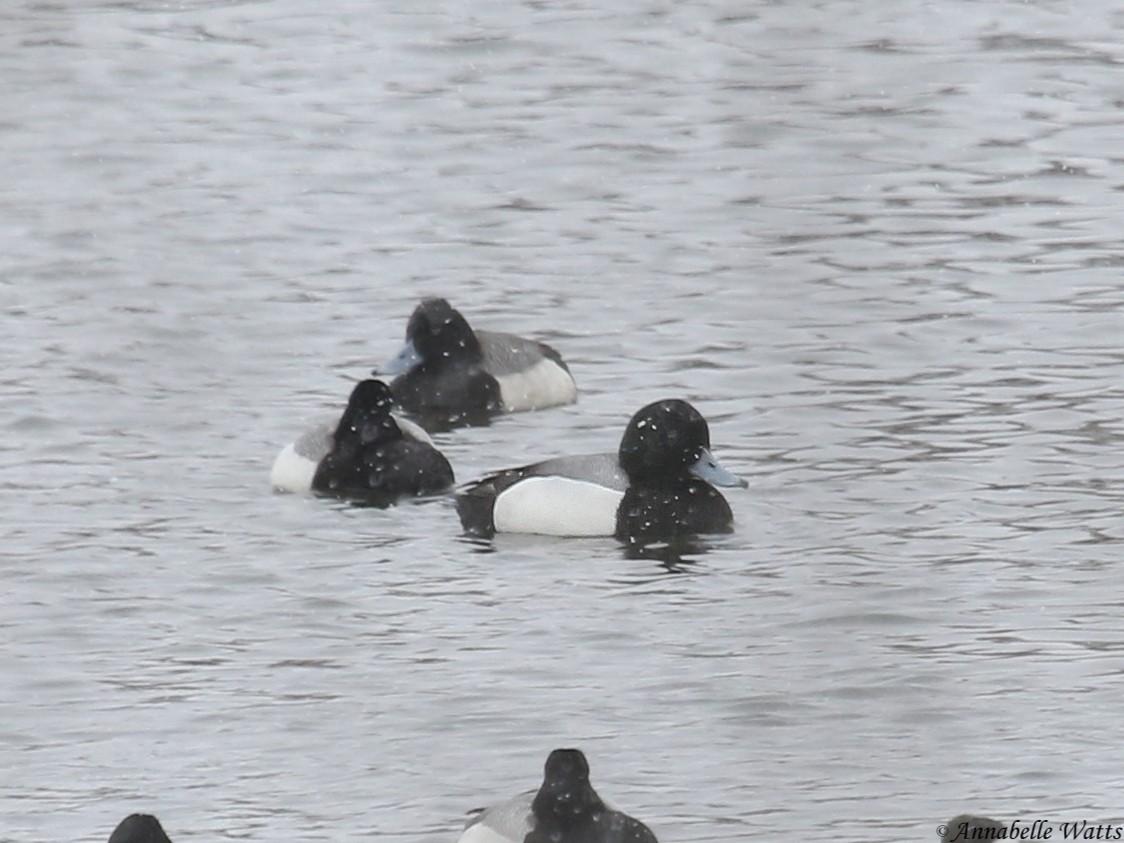 Greater Scaup - Justin Watts