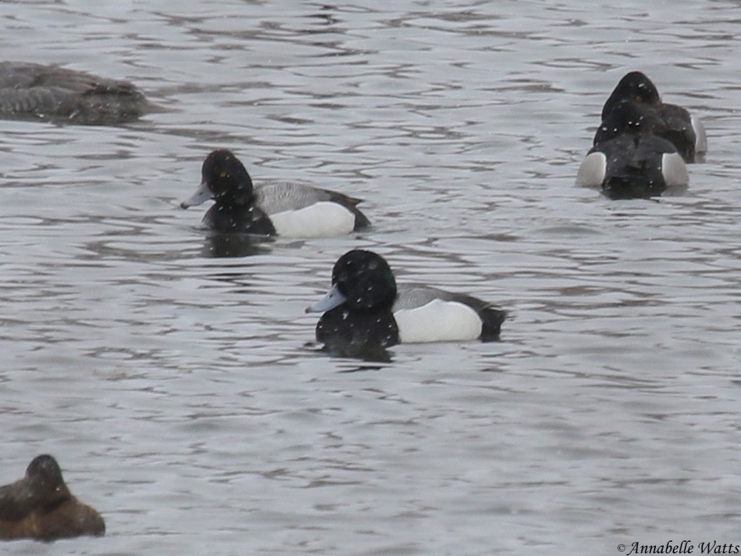 Greater Scaup - Justin Watts