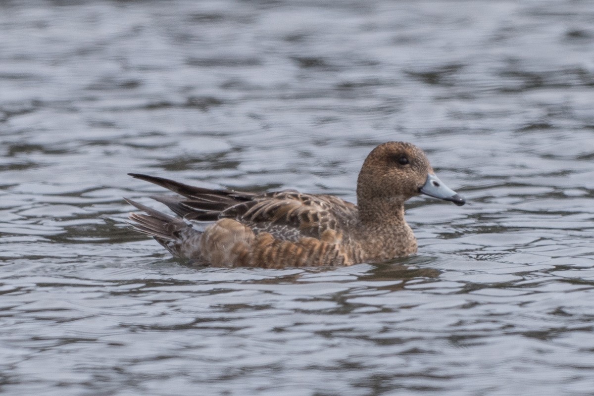 Eurasian/American Wigeon - ML94802931