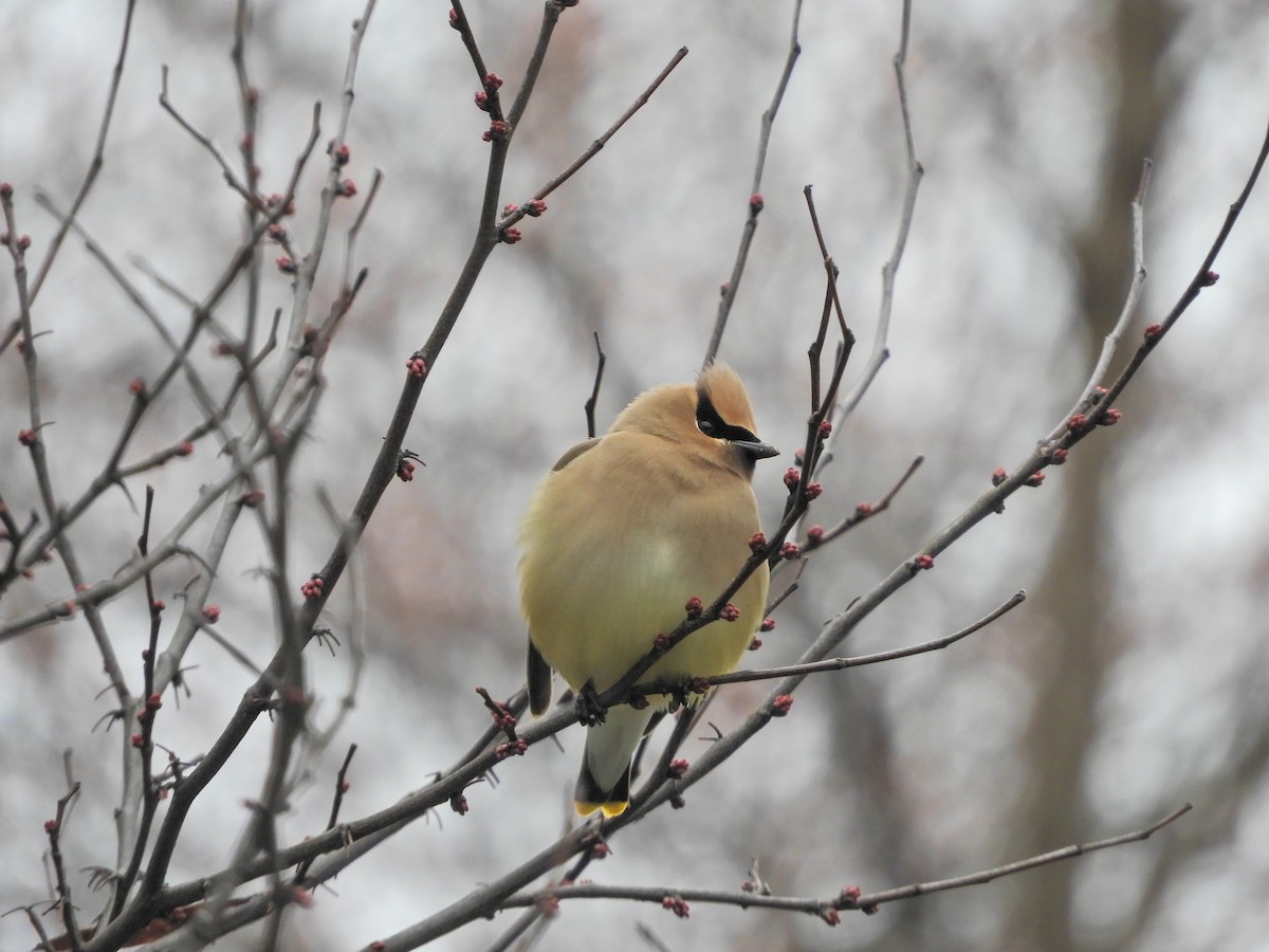 Cedar Waxwing - ML94803181