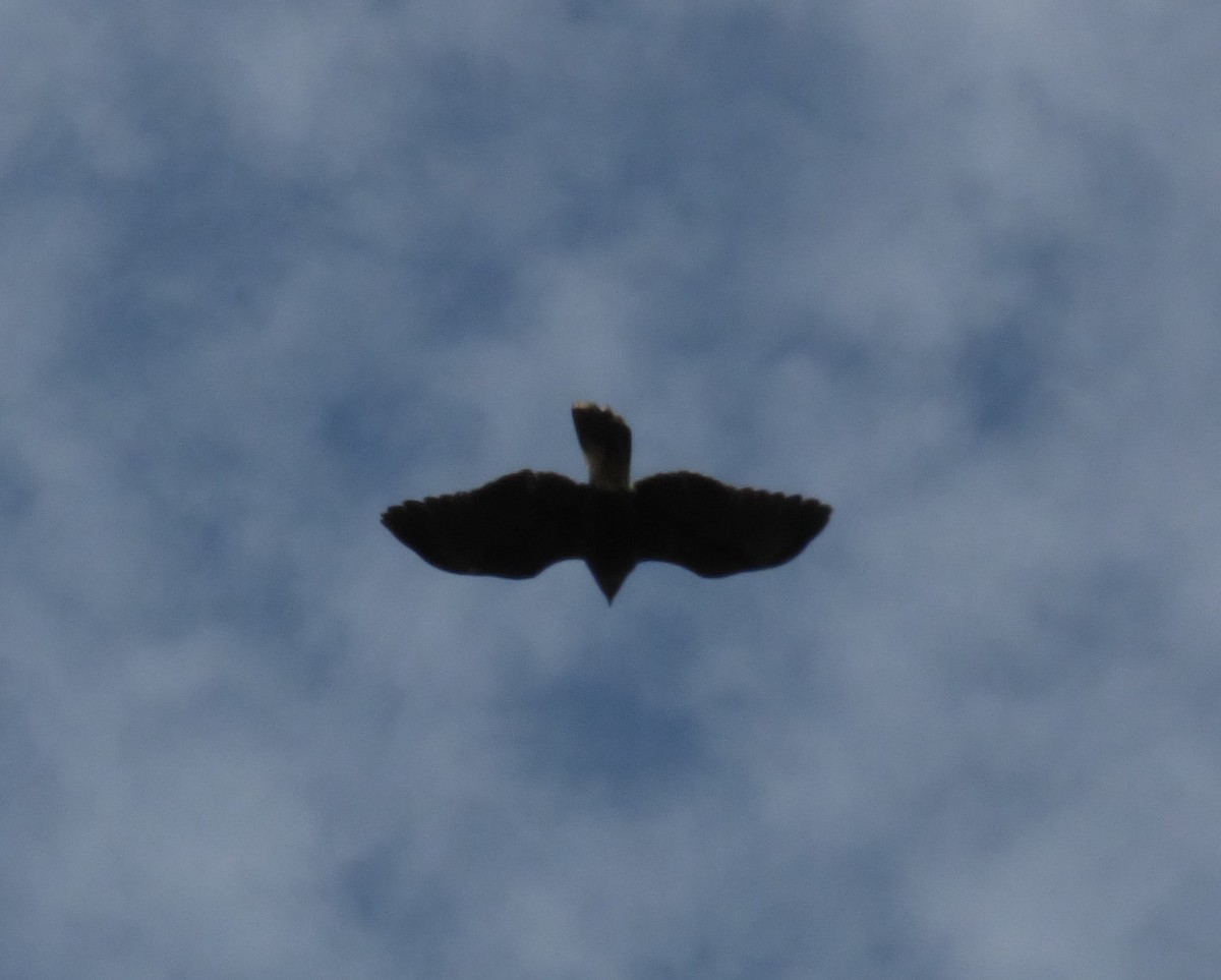 Harris's Hawk - ML94803281