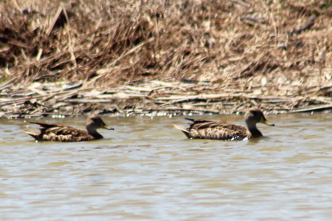 Yellow-billed Pintail - ML94804861