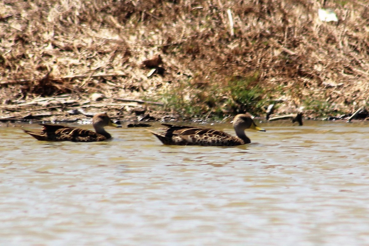 Yellow-billed Pintail - ML94804881