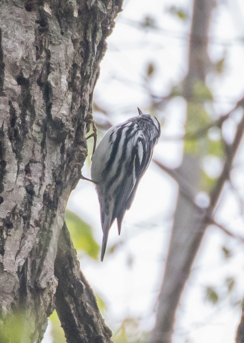 Black-and-white Warbler - ML94805141