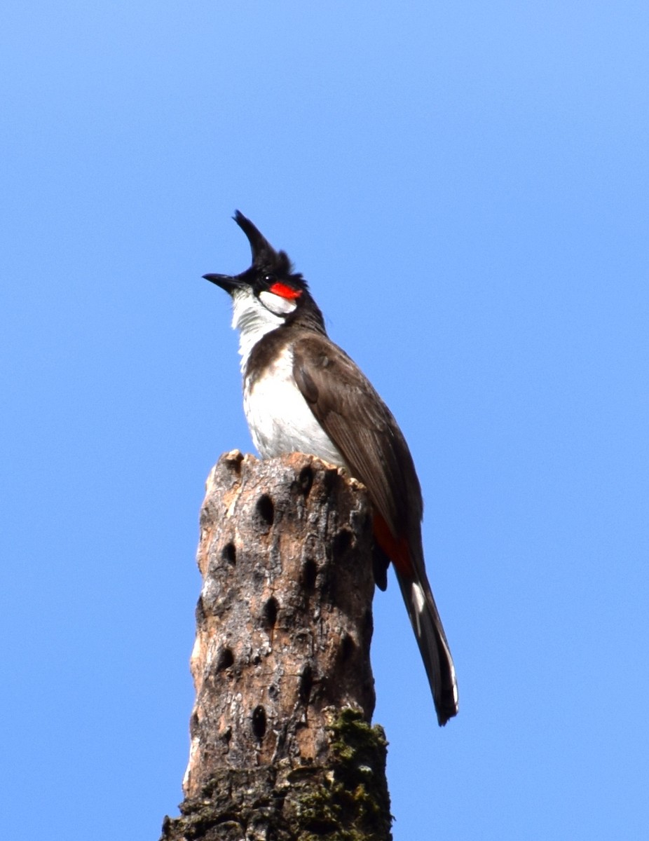 Red-whiskered Bulbul - ML94805221