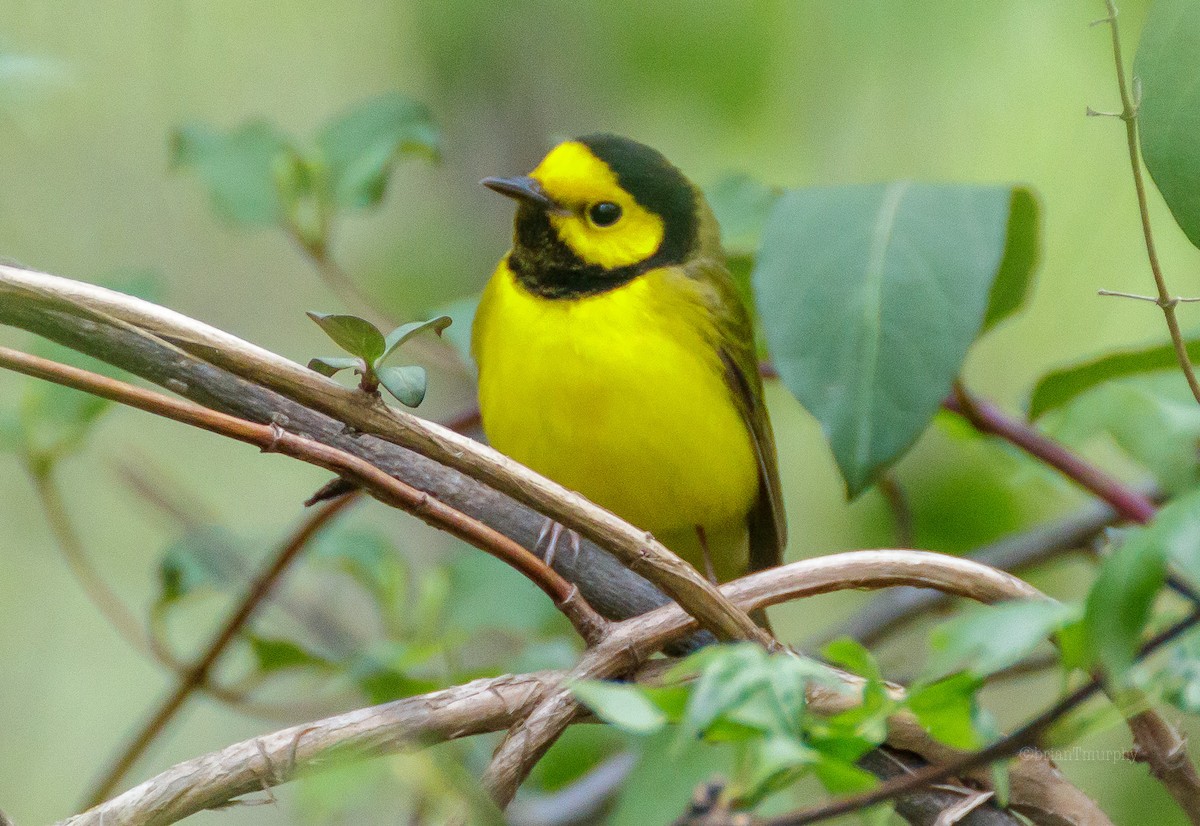 Hooded Warbler - ML94805231