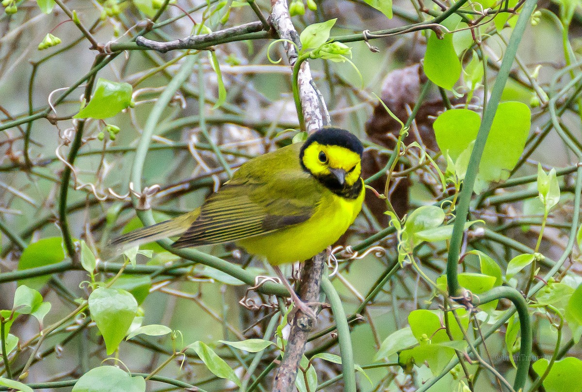 Hooded Warbler - ML94805271