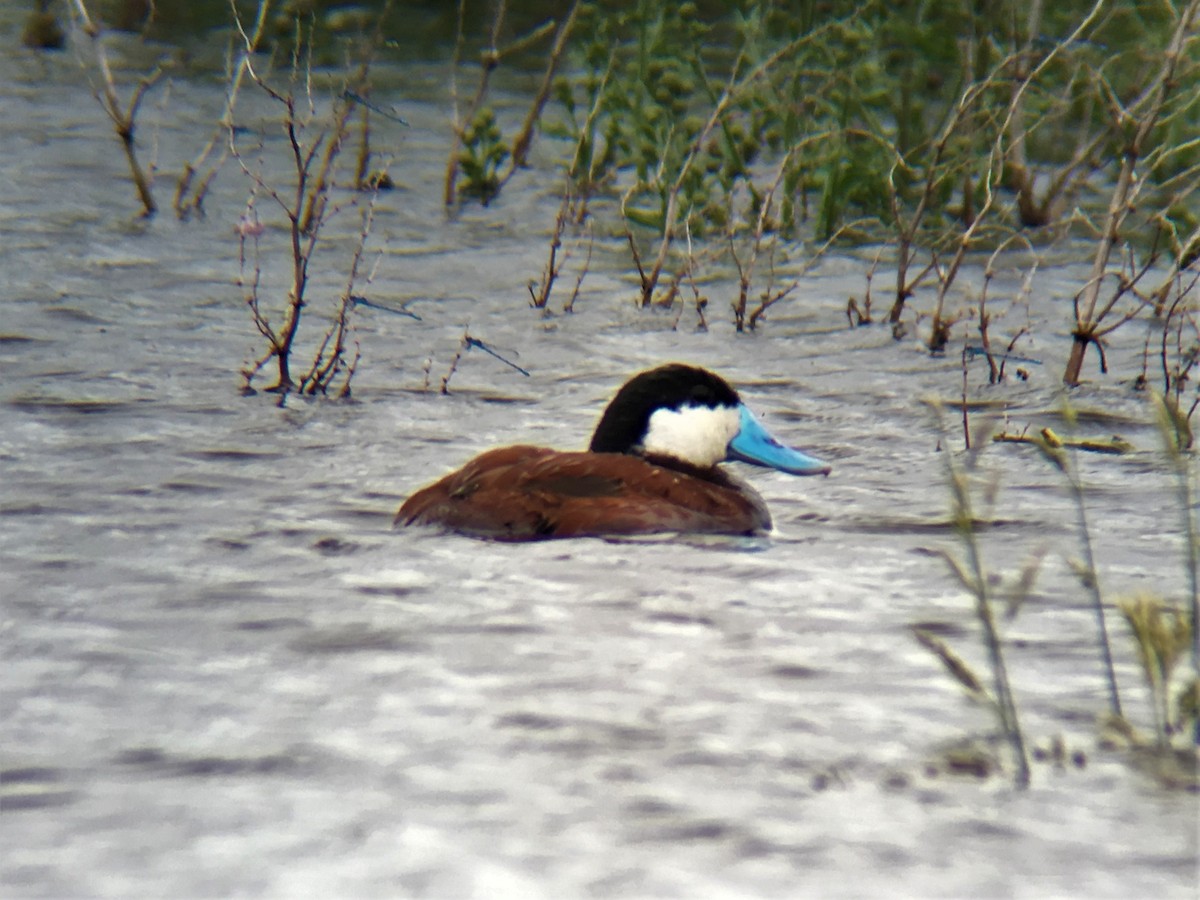 Ruddy Duck - ML94805741