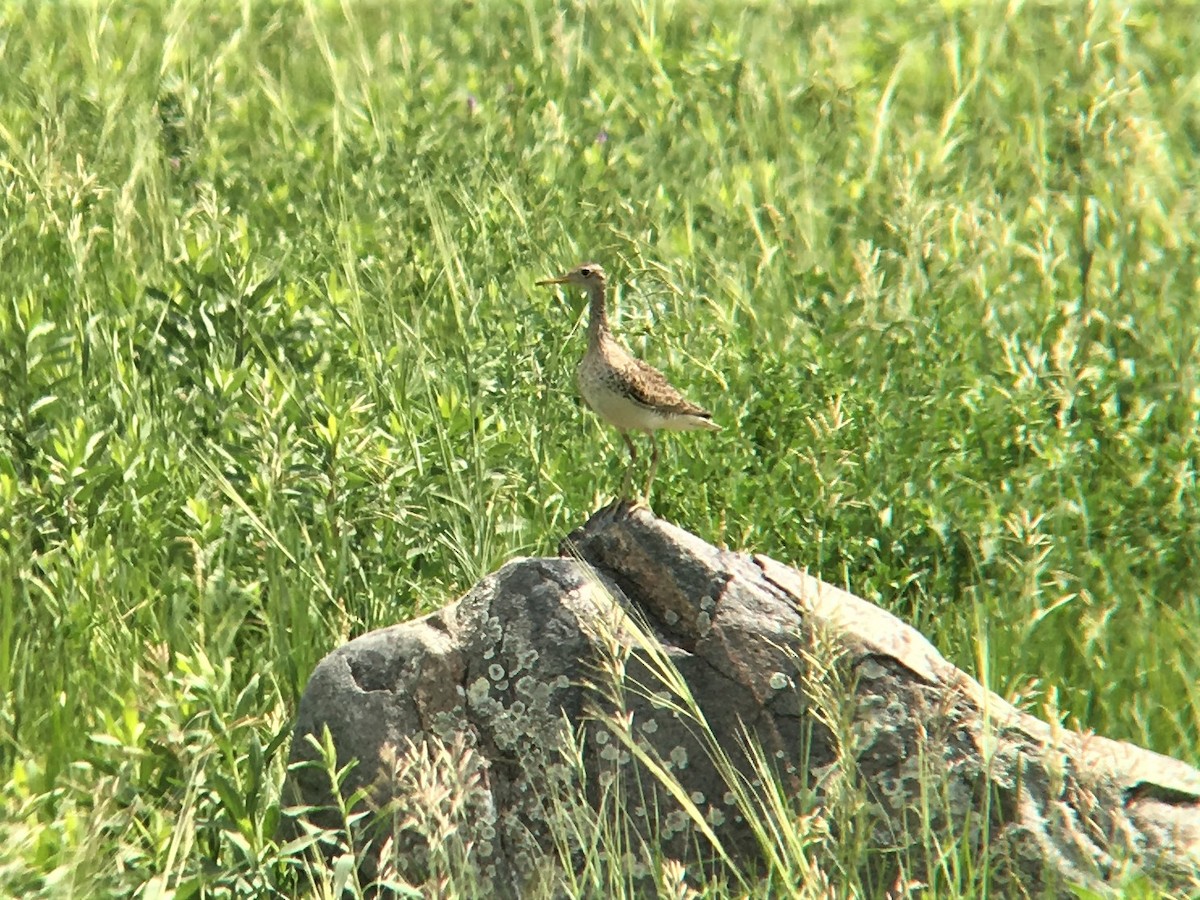 Upland Sandpiper - Alex Sundvall