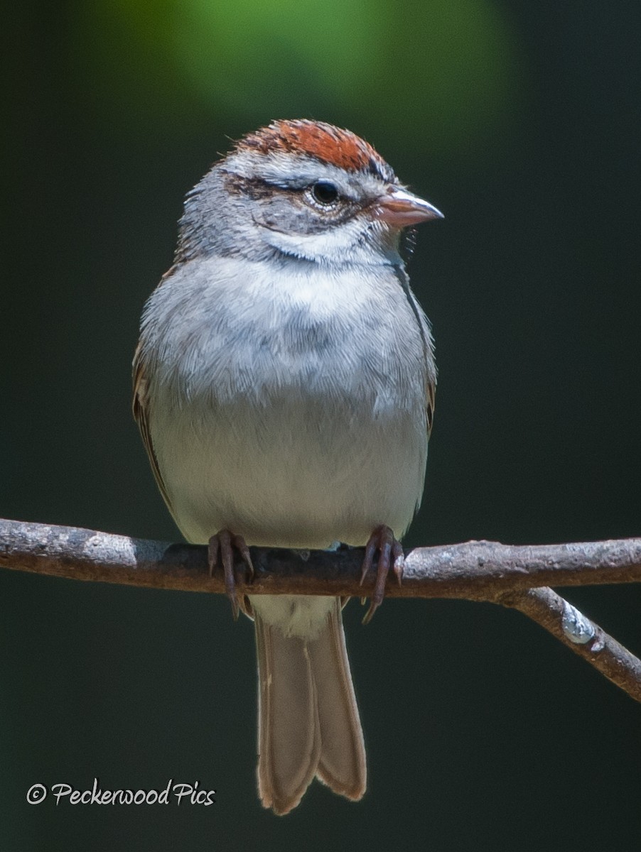 Chipping Sparrow - ML94806211