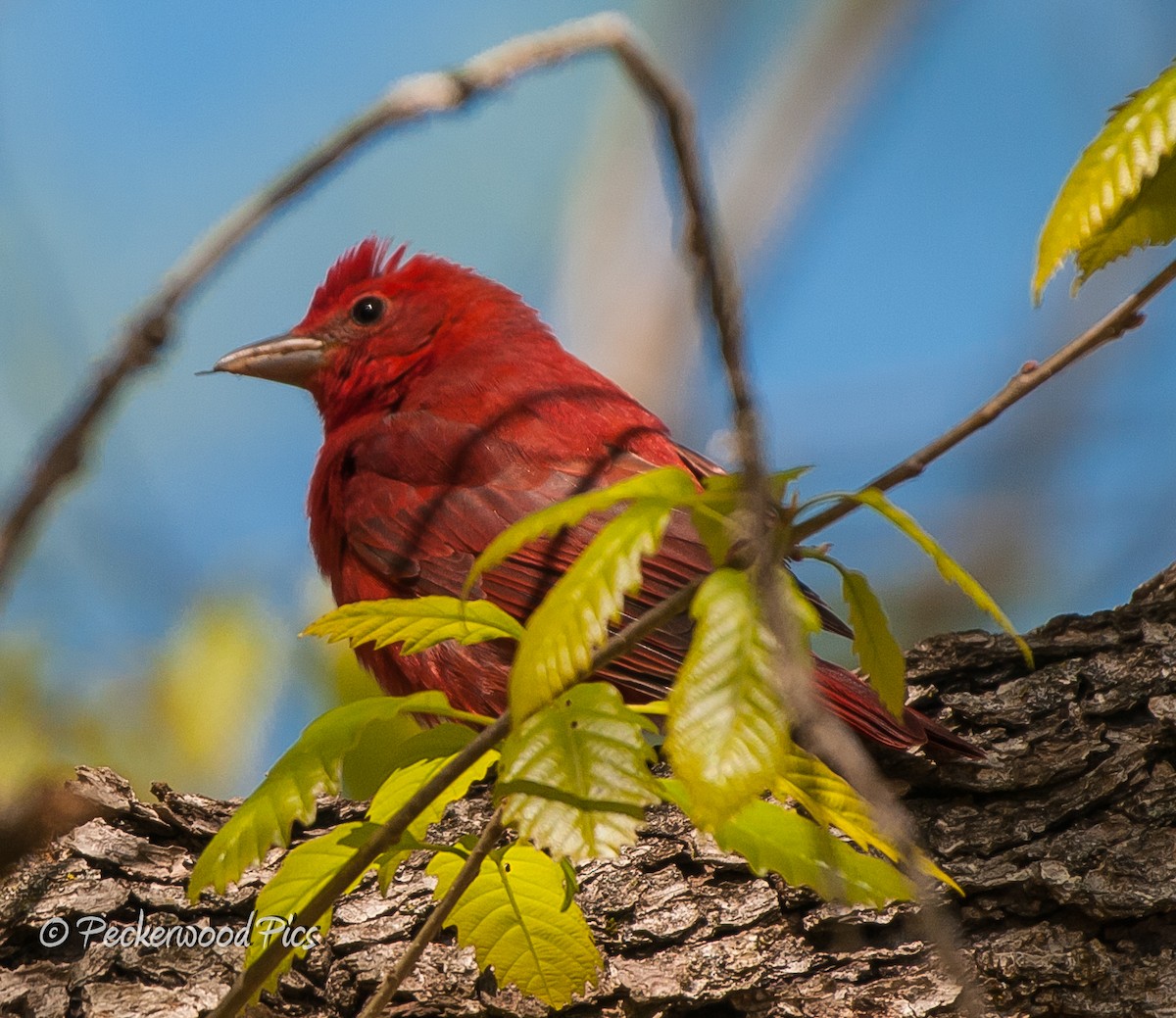 Summer Tanager - ML94806431