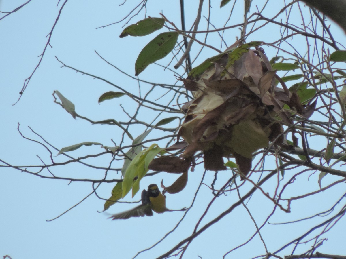 Purple-throated Euphonia - ML94806481