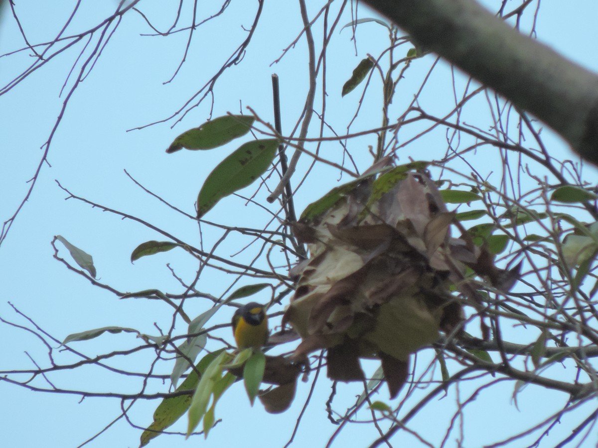 Purple-throated Euphonia - ML94806501