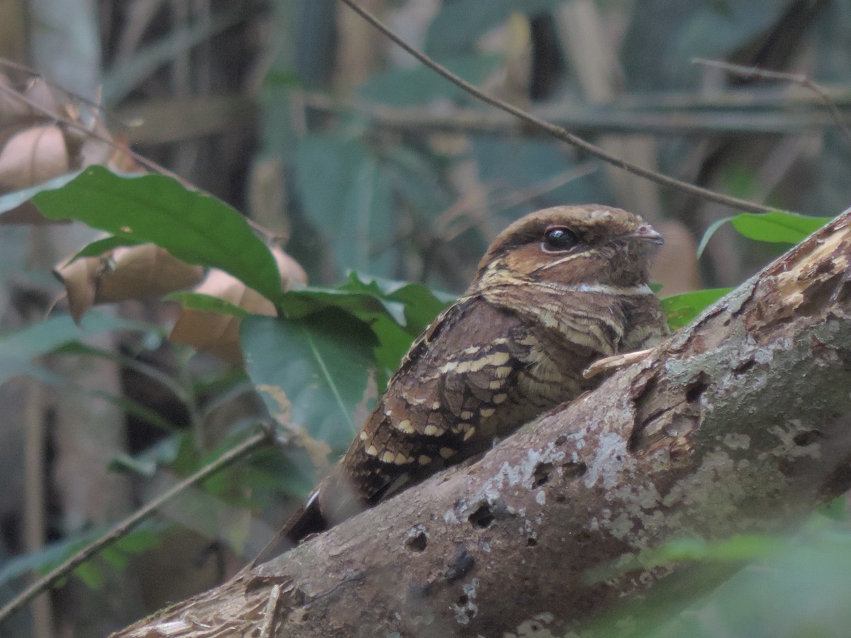 Common Pauraque - ML94806781