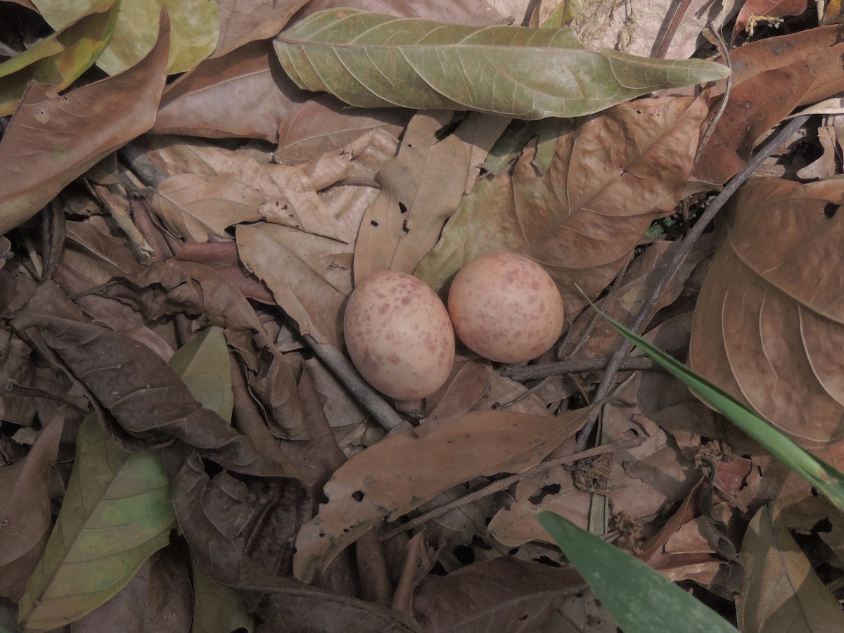 Common Pauraque - ML94806831