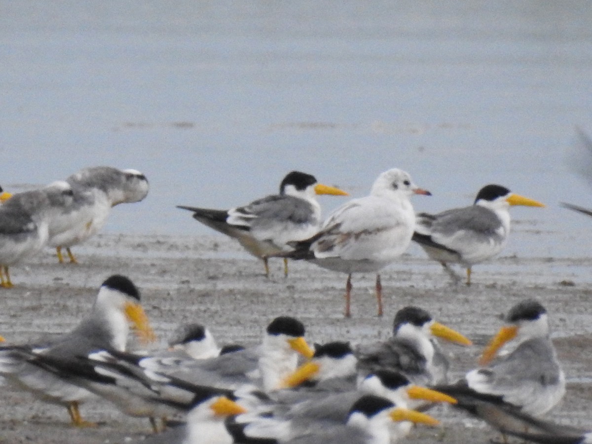 Gray-hooded Gull - ML94806991