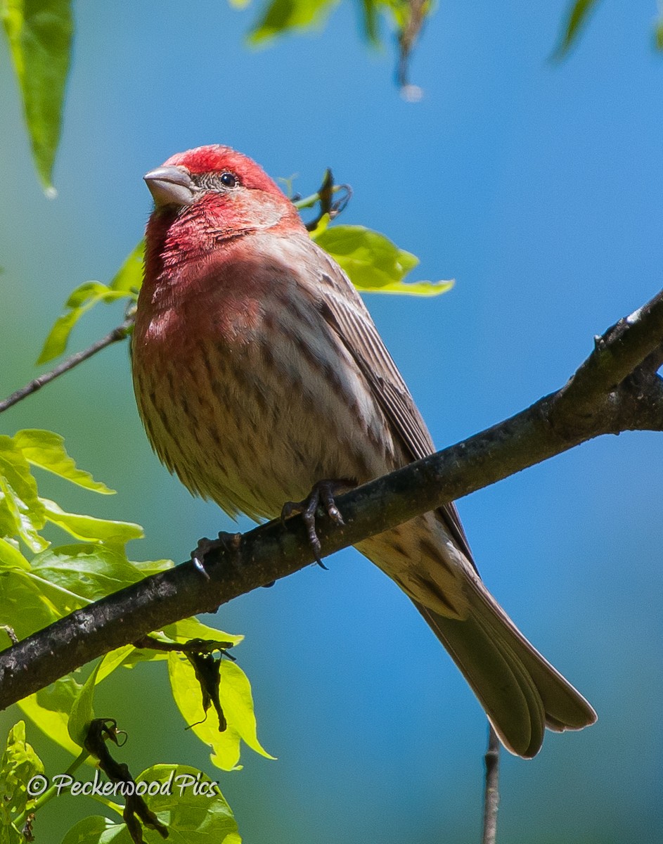 House Finch - ML94807041