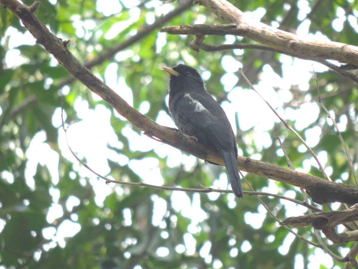 Yellow-billed Nunbird - ML94807151