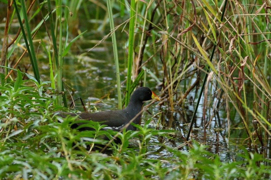 Lesser Moorhen - ML94807651