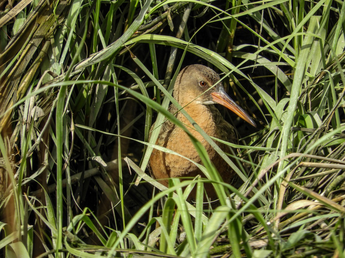 chřástal kalifornský (ssp. obsoletus) - ML94809301