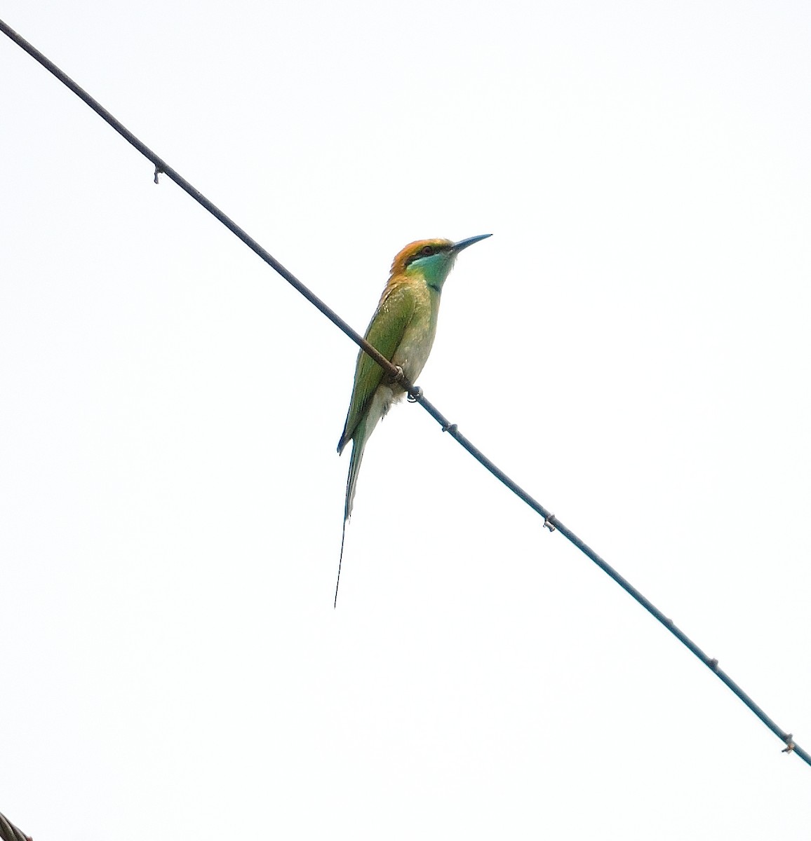 Asian Green Bee-eater - Akshat Dhiraaj