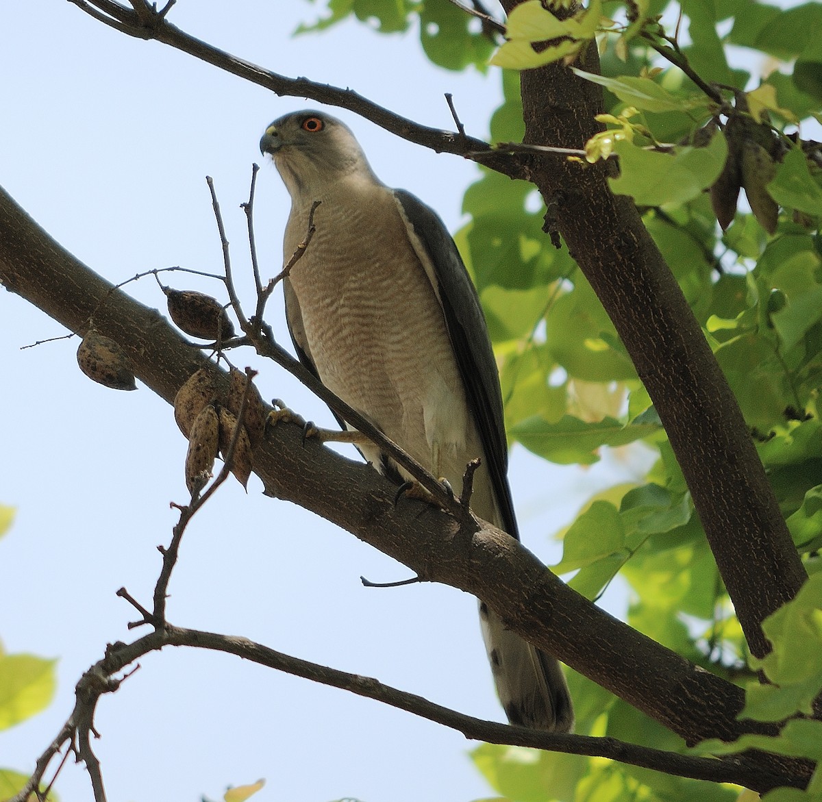 Shikra - Akshat Dhiraaj